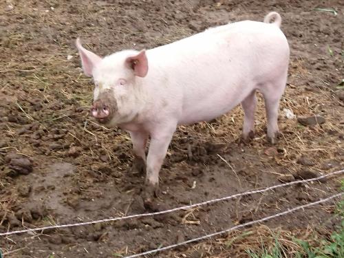 Schweineglück