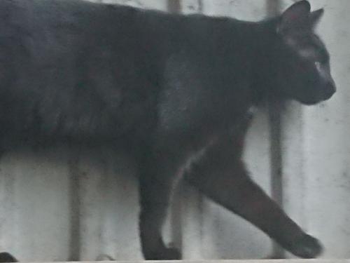 Bianca unsere Hofkatze balaciert auf der Bande in der Halle