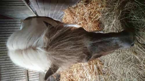 Unsere Hanni - Shetty Stute
