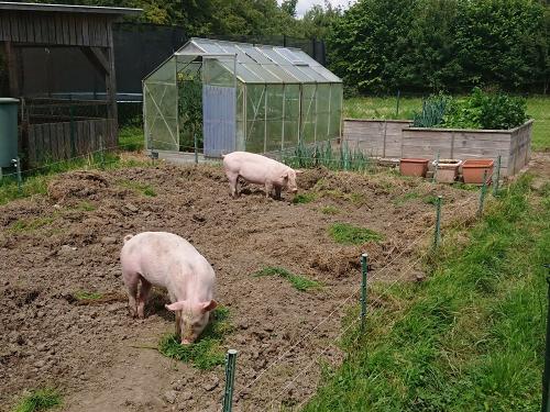 Die Schweine fühlen sich  sauwohl