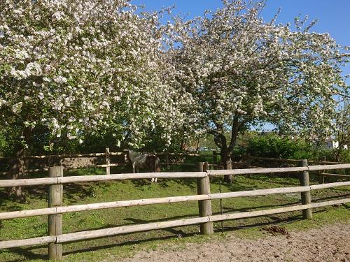 Hanni im Apfelgarten