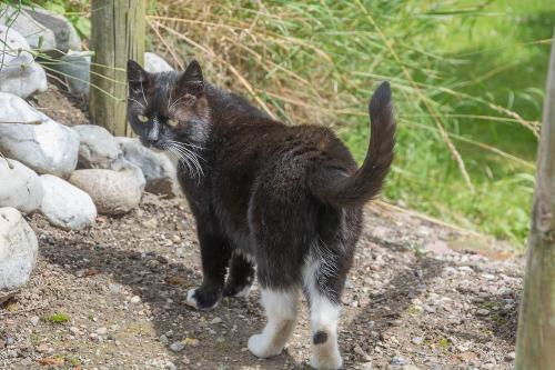 Katze Regenholz 2