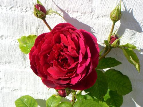 Rose