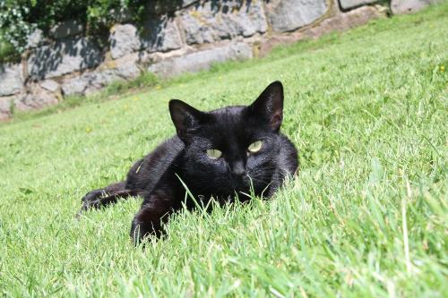 Unsere Hofkatze