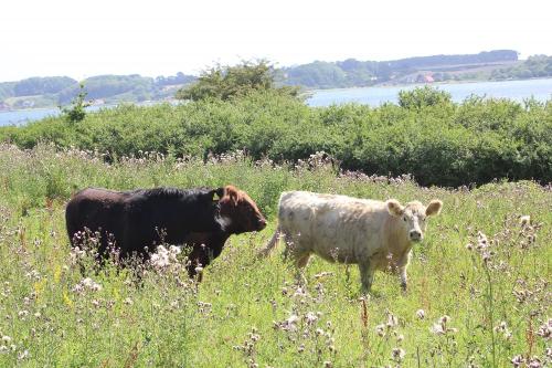 Galloways in Holnis