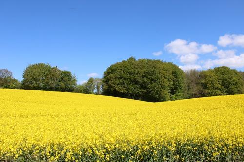 Rapsblüte in Langballig
