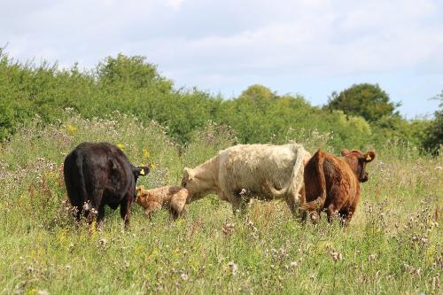 Galloways in Holnis