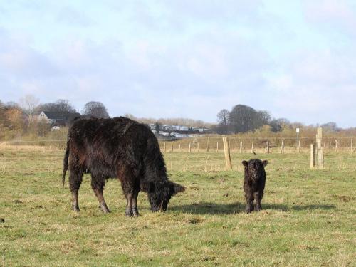 Galloways in Bockholmwik