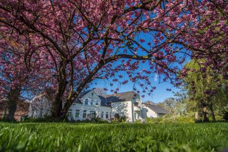 Haus mit Kirschblüte