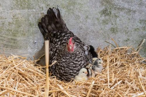 Huhn mit Küken