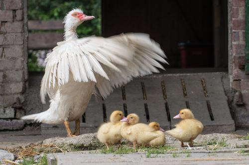 Ente mit Küken