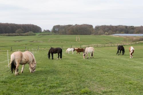 Ponys auf der Koppel