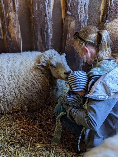 Schaf kuscheln