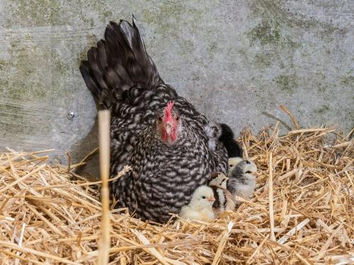 Huhn mit Küken Huhn mit Küken
