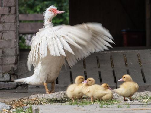 Ente mit Küken Ente mit Küken