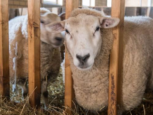 Schafe im Stall Schafe im Stall