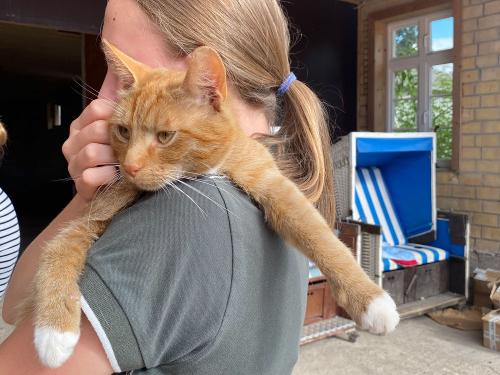 Kind mit Katze Kind mit Katze