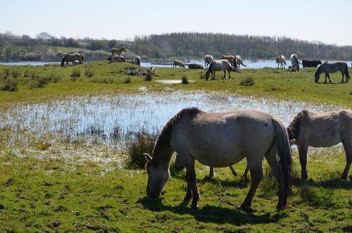 Koniks-Wildpferde - Geltinger Birk