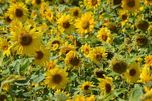 sonnenblumen