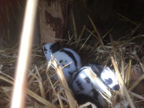 Immer wieder süß....Hasenbabys