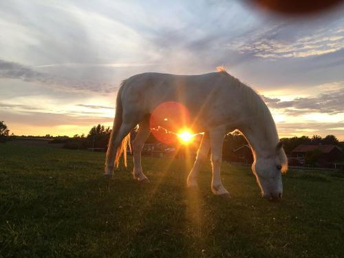 Abendstimmung