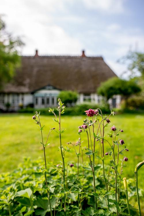 blumen