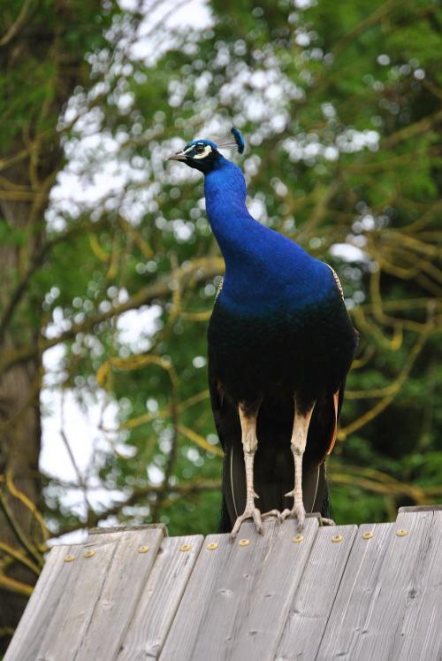 Pfau Ludwig
