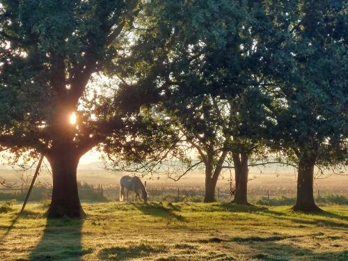 Pferd im Sonnenlicht