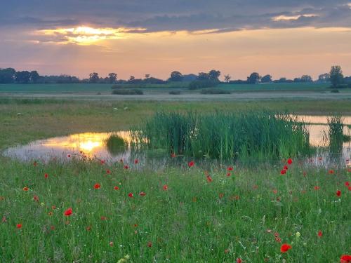 Salzwiesen hinter dem Haus, mit blühendem Mohn