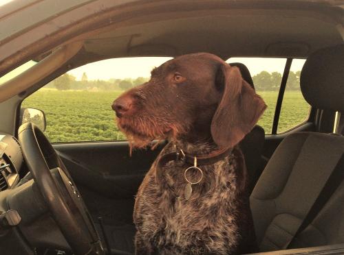 Unser Hofhund Eibe