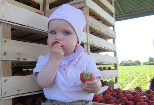 leckere Erdbeeren