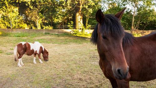 Unsere Ponys