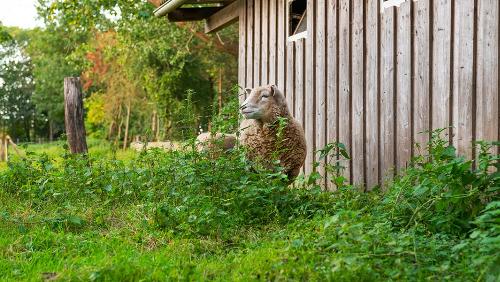Schafe auf der Wiese