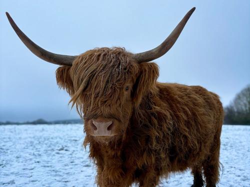 Hochlandrind Hochlandrind