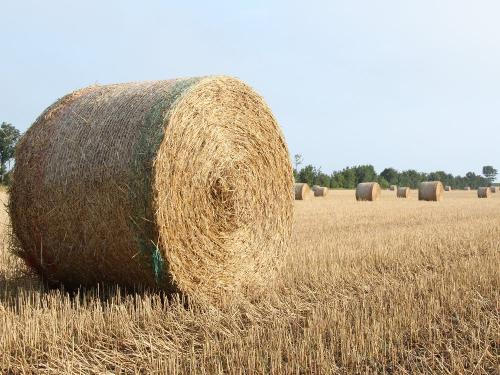 Rundballen auf dem Feld