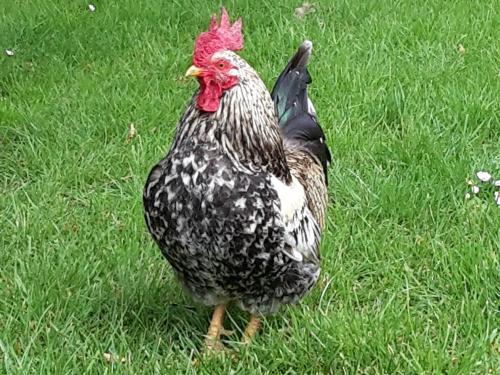  Zweghühner brüten gerne