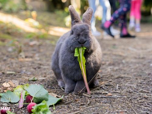 Ferienbauernhof Mau - Haus 1- Kaninchen- Füttern erwünscht