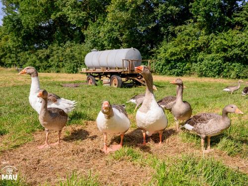 Ferienbauernhof Mau - Haus 1- Die Gänsescharr