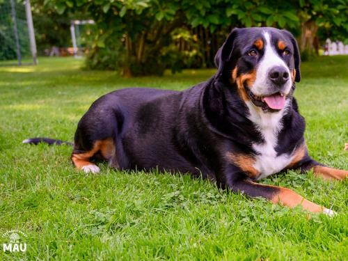 Ferienbauernhof Mau - Haus 1- Unsere super liebe und kuschelige Flocke