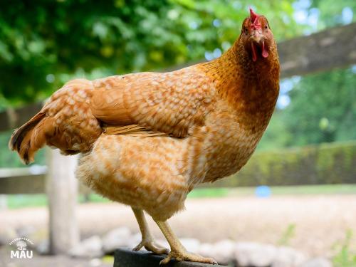 Ferienbauernhof Mau - Haus 1- Unsere Hühner laufen im Garten