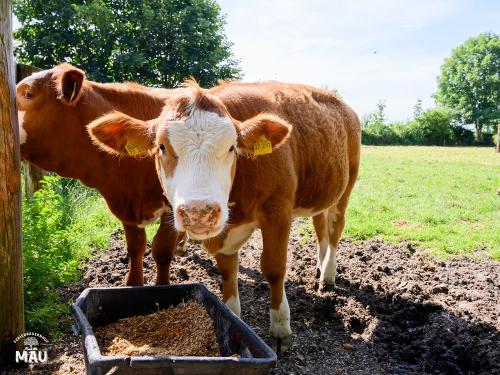 Ferienbauernhof Mau - Haus 1- Kühe