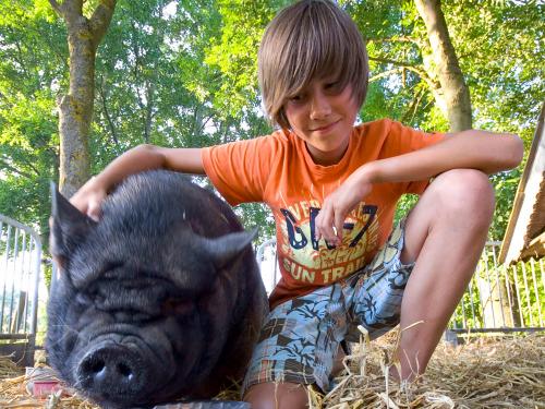 Streicheltiere Streicheltiere