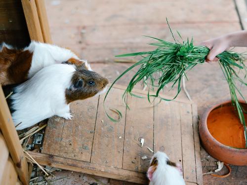 Meerschweinchen füttern