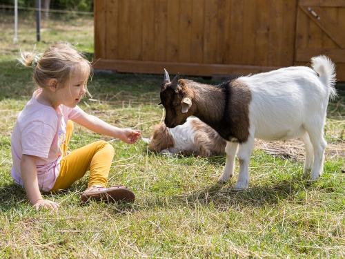 Ziegenstall zum Füttern der Tiere