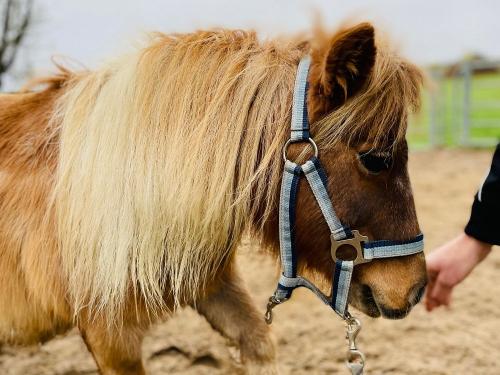 Minipony Schnucki Minipony Schnucki