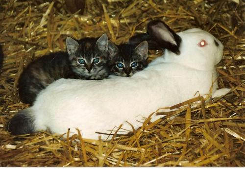 kaninchenmitkatzen