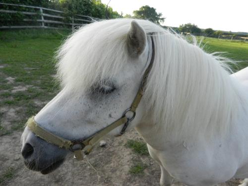 Pony Iltschi