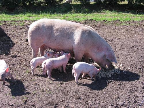Unsere Schweinchen