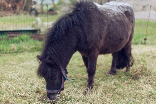 pony