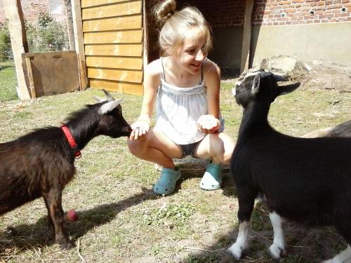 Unsere Ziegen Lotta und Henry